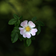 fleur de rosier sauvage 
