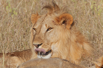 Naklejka na ściany i meble Lion in Nature , Africa 