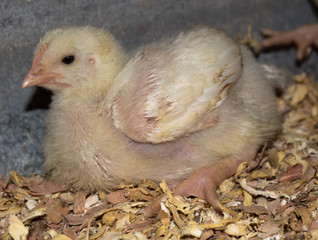 little chicken in an small farm countryside, Mindo-Ecuador