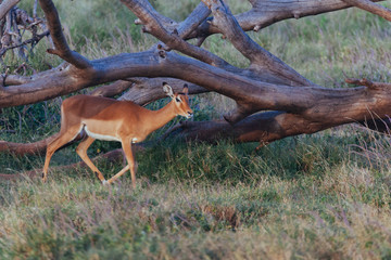 Springbok in nature 