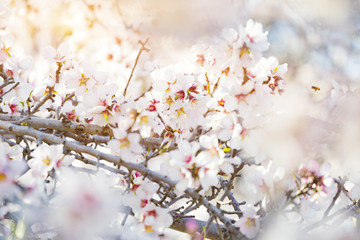 Spring blossoming garden. Close up of  blossoming flowers