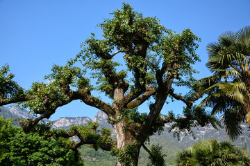 Baum am Kalterer See, Südtirol, Italien