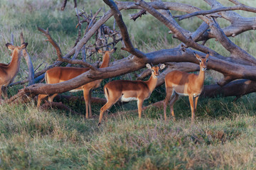 Springbok in nature 