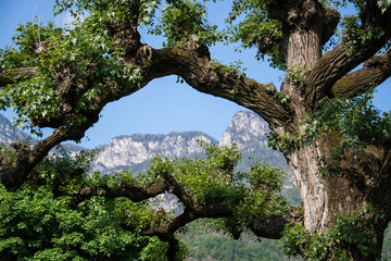 Fototapeta na wymiar Baum am Kalterer See, Südtirol, Italien