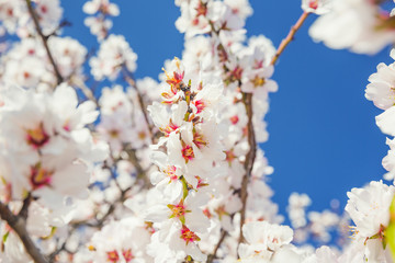 Spring blossoming garden. Close up of  blossoming flowers