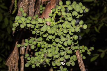 green coconuts, palm tree, spring 