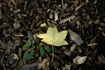 Single leaf leaves