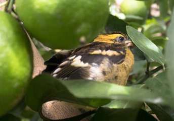 black and yellow bird, Quito-Ecuador