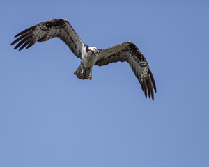Osprey
