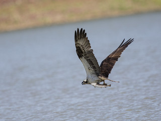 Osprey