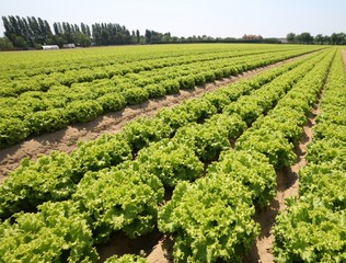 Fototapeta na wymiar field with lettuce in the summer on the fertile sandy soil