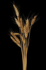 Fototapeta premium dry ears of wheat grain isolated on black background with clipping path