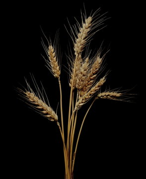 dry ears of wheat grain isolated on black background with clipping path