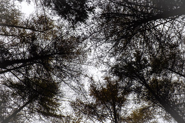 Tree Canopy