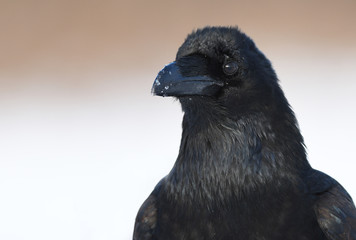 Raven (Corvus corax)