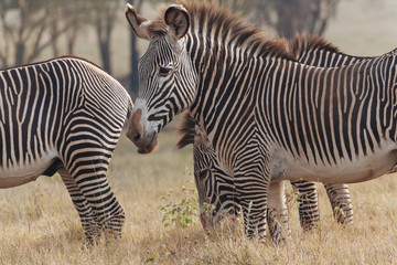 Zebra in Nature 