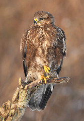 Common buzzard (Buteo buteo)