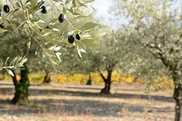 Autumnal olive branch with olive grove and grapevine in the background. Provence in France.