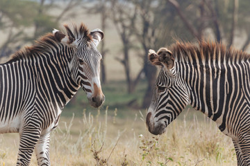 Zebra in Nature 