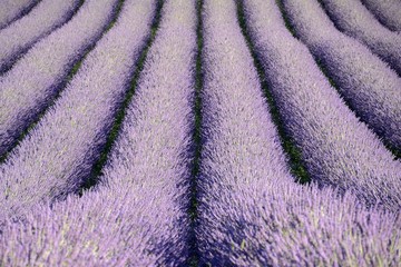 Naklejka na ściany i meble Lines of blooming lavender, in Drôme Provencale, in France.