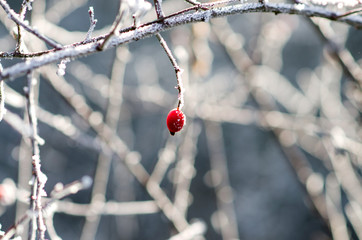 Frozen Red Rosehip On Branch Covered With Ice 