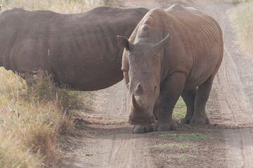 Obraz premium Rhinoceros in nature 