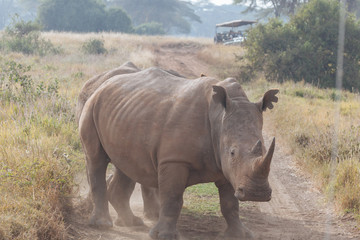 Rhinoceros in nature 
