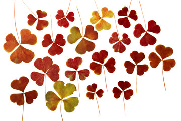Brown dry pressed clover leaves isolated on white background. Herbarium. May be used in...