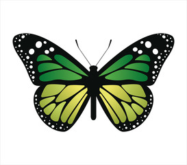 Colorful butterfly . Vector illustration