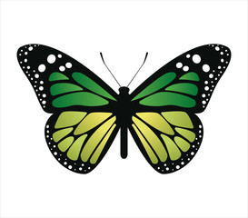 Fototapeta premium Colorful butterfly . Vector illustration