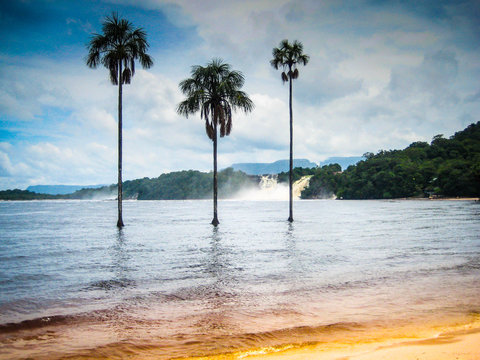Famous 3 palm-trees in the river in Canaima National Park in Venezuela