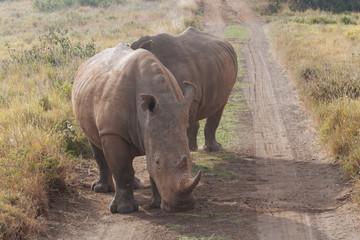 Obraz premium Rhinoceros in nature 