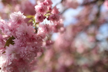 Detail of pink Cherryblossoms in spring 