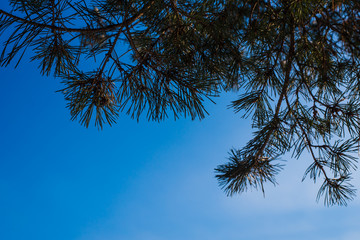 Beautiful pine branches against blue sky - copy space