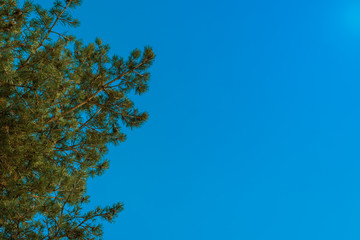 Beautiful pine branches against blue sky - copy space