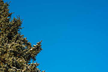 Pine with branches covered with snow on a blue sky - copy space