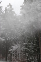 Fototapeta na wymiar Tannen im Schnee