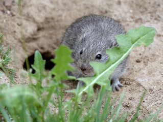 Sagebrush Vole behind a Plant