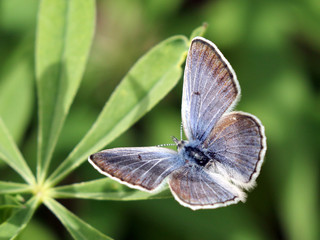 Boisduval's Blue Butterfly - Plebejus icarioides