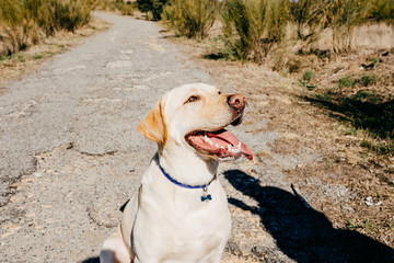 .Portrait of a lovely labrador dog with funny faces during a sunny morning walk outdoors. Lifestyle.