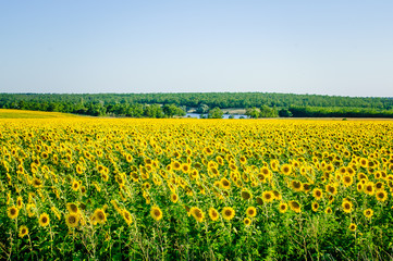 Fototapeta premium The field of sunflowers and blue sky.