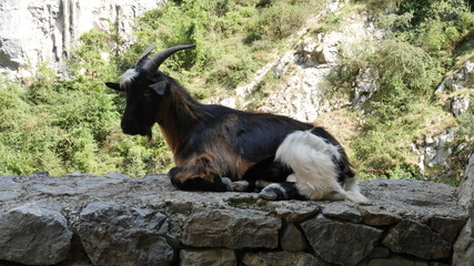chilling goat