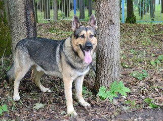 East european shepherd