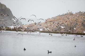 Waterfowl Birds at Sutro Baths San Francisco