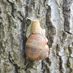 Snail on the tree