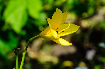 Obraz premium Yellow lily on a flowerbed in garden