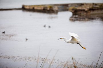 Waterfowl Birds at Sutro Baths San Francisco