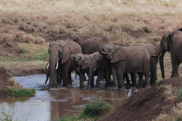Fototapeta premium Elephant in Nature 