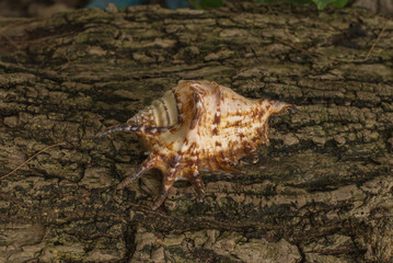 five fingers seashell on wooden background.