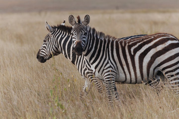 Fototapeta na wymiar Zebra in Nature 